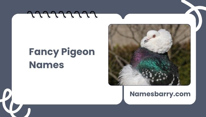 Fancy Pigeon Names