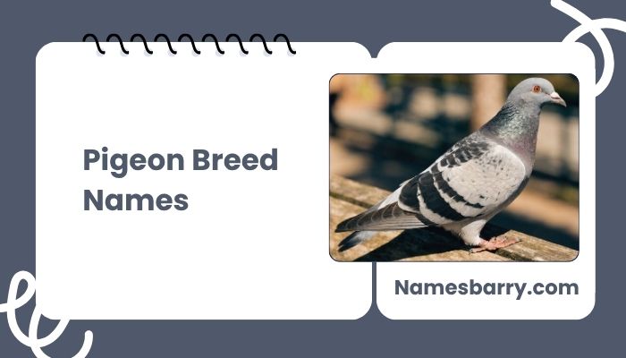 Pigeon Breed Names
