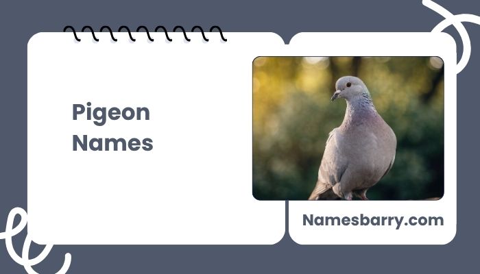Pigeon Names