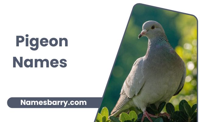 Pigeon Names