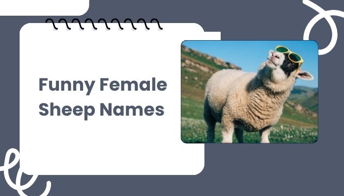 Funny Female Sheep Names