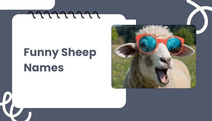 Funny Sheep Names