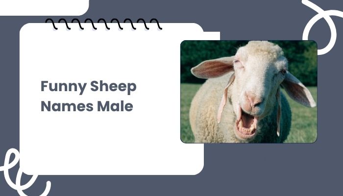 Funny Sheep Names Male