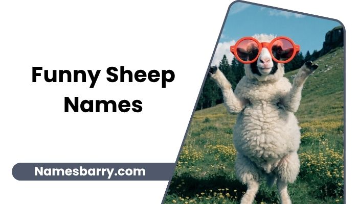 Funny Sheep Names
